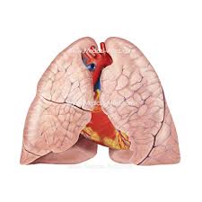 Anatomy Of The Lungs Human Anatomy Medical Illustration