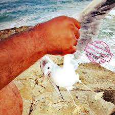 Un Larus Attrape Par Canne A Peche A Hergla Peche En Tunisie