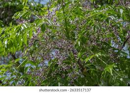 Image result for Meliaceae