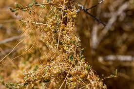 Image result for Cuscuta hyalina