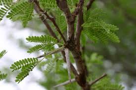 Image result for Acacia grandicornuta