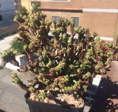 Image result for Euphorbia ramulosa