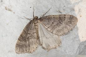 Image result for Operophtera fagata