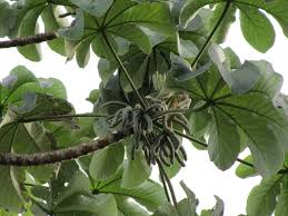 Image result for Cecropia pachystachya