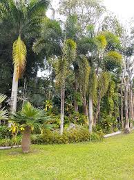 Image result for Wodyetia bifurcata