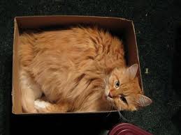 Why Does My Cat Lie In The Litter Box Cuteness Litter Box Cats Cat Box