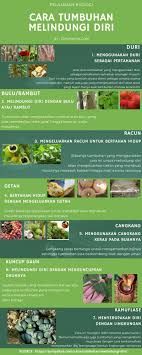 2 ii.3 pertumbuhan dan perkembangan permukaan daun berbulu halus (trichoma) pada kedua sisi. Ketahui Cara Tumbuhan Melindungi Diri Berikut Ini Beserta Gambar