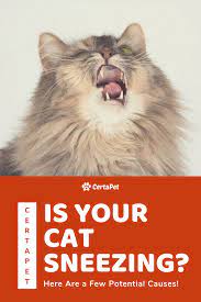 Is Your Cat Sneezing Here Are A Few Potential Causes Certapet Cat Sneezing Watery Eyes Certapet