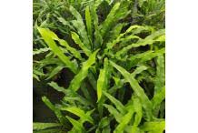 Image result for Lepisorus