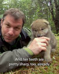 Teaching a baby wolf pup to howl!