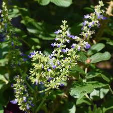 Image result for Coleus barbatus