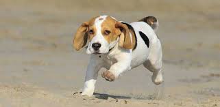 5,101 likes · 24 talking about this. Best Puppy Food For Beagles 7 Top Picks 5 Dry 2 Wet Avid Pup