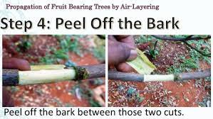 Kauri is a tree of northern zones, naturally growing as far south as kawhia and katikati. Propagation Of Fruit Bearing Trees