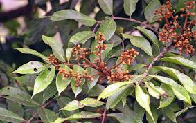 Image result for Pachylobus edulis