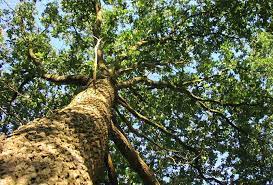 5 Smart Marketing Ideas for a New Tree Service Business