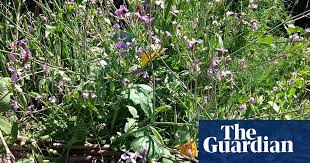 Usually, the seeds are cultivated for vegetable oil but you can also make use of the flowers. Flowering Relationship Grow Your Blooms And Vegetables Together Live Better The Guardian