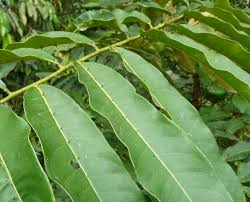 Image result for Zanthoxylum gilletii