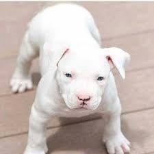 white beauty cute puppies puppies white pitbull puppies cute puppies