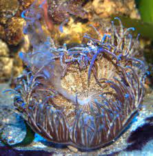 Anemonereprofaqs