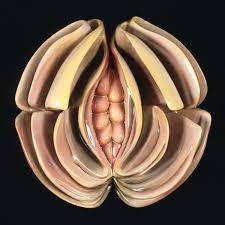 Just because of that, smarty has the biggest collection of any disposable plate style, shape, color, or texture that your event might need. Why Judy Chicago S Dinner Party Still Matters Nearly 40 Years Later