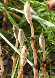 Image result for Equisetaceae