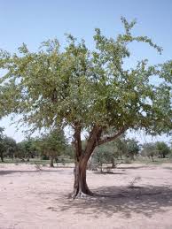 Image result for Pterocarpus lucens