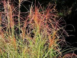 Check out our top 14 privacy grasses and plants to grow in your backyard garden or yard. 8 Best Ornamental Grasses To Add Privacy To The Garden Ornamental Grasses Ornamental Grasses For Shade Shade Grass