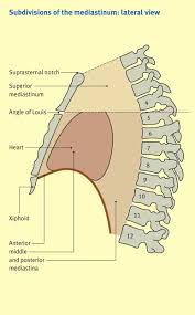 The superior mediastinum is that portion of the interpleural space which lies between the manubrium sterni in front, and the upper thoracic vertebræ behind. Anatomy Of The Superior Mediastinum Sciencedirect