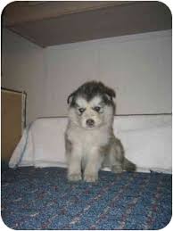 Since the giant alaskan malamute was bred in cold climates, these dogs have a coarse overcoat and a soft undercoat for protection against the harsh weather the price of a giant alaskan malamute puppy for sale can vary significantly, with some purebred pups going for up to $2,000 or even $6,500. Southern California Ca Alaskan Malamute Meet Malamute Pups A Pet For Adoption