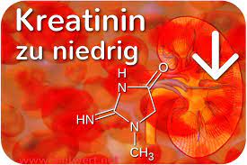 Kreatinin Blutwert Krea Crea Vermindert Zu Niedrig