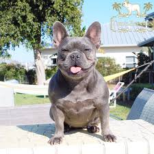 This is our amazing litter of testable chocolate carrier french bulldogs. Frenchie Color Genetics Tato S Frenchies South Florida S Best French Bulldogs