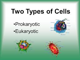 Pin On Cell Parts And Functions