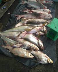 Selain itu, masyarakat lokalnya juga menjadikan ikan araipama sebagai ikan konsumsi, sehingga jenis ikan. Ikan Sungai Musi Diduga Keracunan Air Lumpur Infosekayu Com