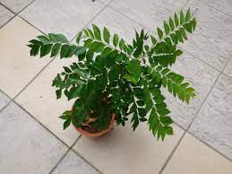 Daun kari mempunyai khasiat perubatan yang tinggi dan digunakan dengan meluas dalam perubatan india. Curry Leaf Plant Pokok Daun Kari Home Furniture Gardening On Carousell
