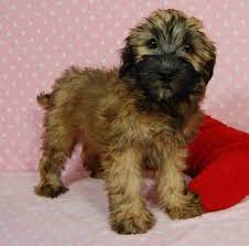 Soft Coated Wheaten Terrier Puppies For Sale Massachusetts Puppies Breeder Massachusetts Soft Coated Wheaten Terrier Wheaten Terrier Puppy Wheaten Terrier
