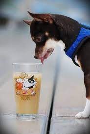 Save The Date Our Sister Shelter Of Berks County Is Have Their Annual Pints For Pups On Saturday July 26 2014 Berk S County Dog Friends Humane Society Pets