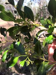 Image result for Psydrax