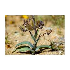 Image result for Ornithoglossum