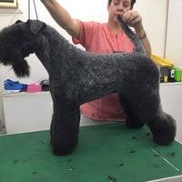 Many breeds of puppies for sale in south korea , some are sold cheap. Cavadhar Kerry Blue Terriers Acton Park Tas