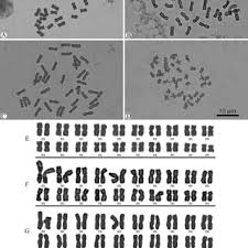 Image result for Lopholaena brickellioides