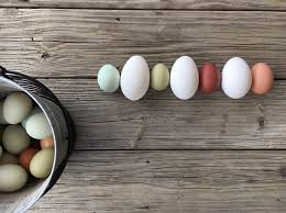 Do you know the size of the eggs, her lifespan, how many eggs she might lay, if shes a hybrid or heritage, or any other info? 18 Popular Types Of Chickens That Lay Colored Eggs