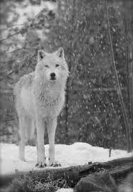 This Item Is Unavailable Etsy Wolf Pictures Wolf Alpha Male