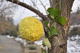 Check spelling or type a new query. Osage Orange Edible Acres