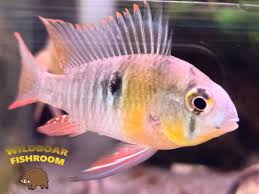 It's a mini pellet for these small dwarf bolivian #ram #community in this this video i talk about bolivian rams in a community tank! Bolivian Ram Wildboar Fishroom