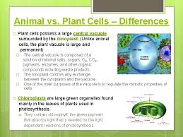 Chapter 1 Cell Structure Introduction Robert Hooke Examined