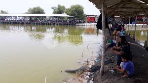 Wisata Mancing Di Kalanganyar Sidoarjo Faktualnews Co