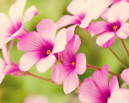 Find the large collection of 61000+ flower background images on pngtree. Free Flowers Wallpapers Wallpaper Cave