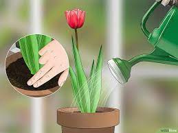 How To Grow Tulips In Pots With Pictures Wikihow Growing Tulips Planting Tulips Planting Tulip Bulbs