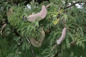 Image result for Acacia eriocarpa