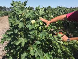 زراعة القطن باستخدام كمية أقل من المياه By Ibrahim Alalou Medium